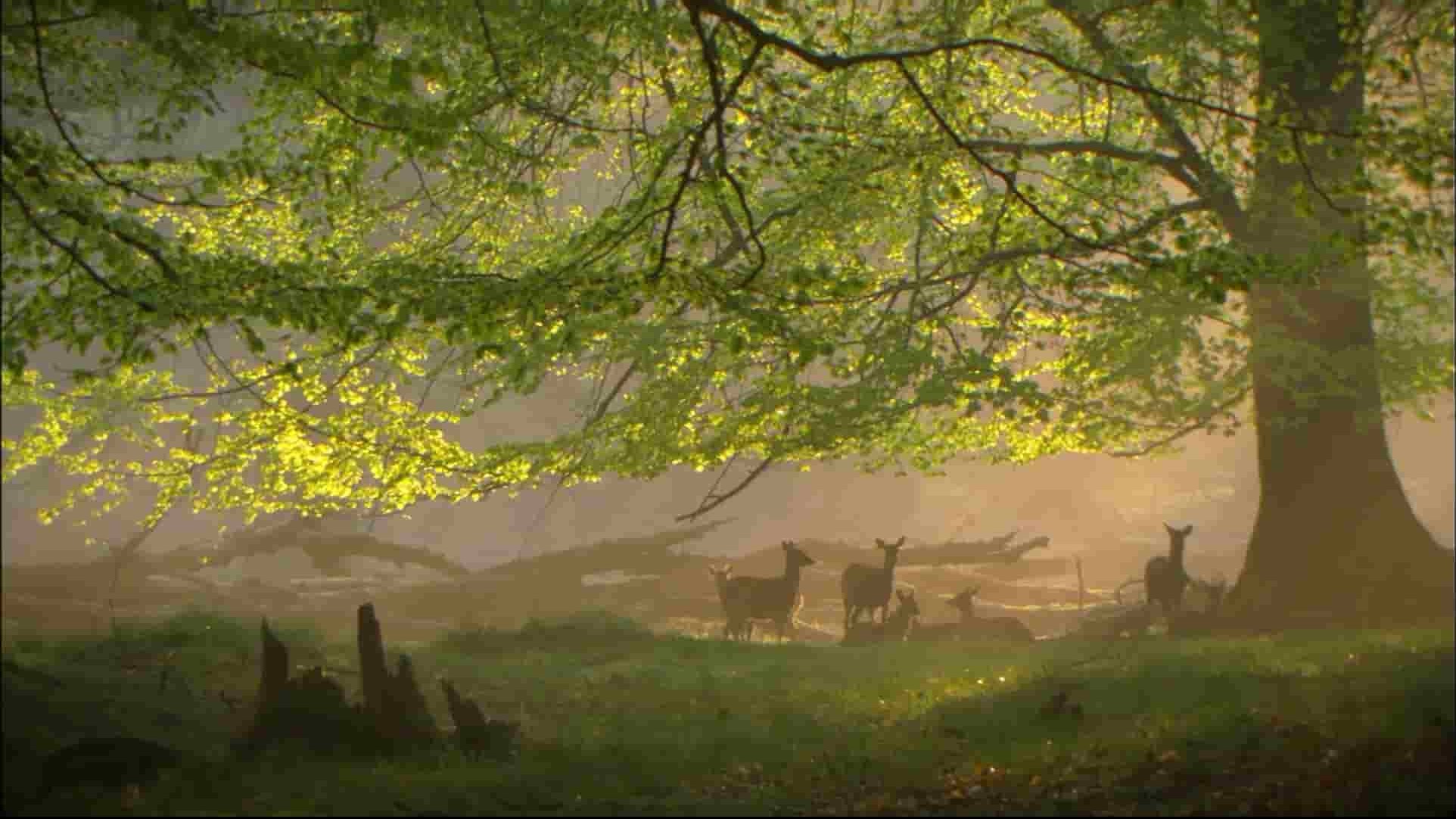 德国纪录片《神话的森林 Mythos Wald》全2集 德语中英字 1080P高清网盘下载