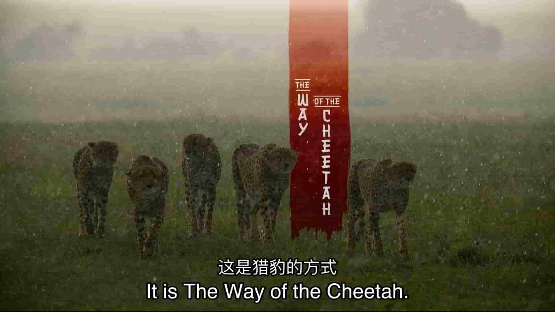 国家地理《猎豹之道 The Way Of The Cheetah 2022》全1集 英语中英双字 1080P高清网盘下载