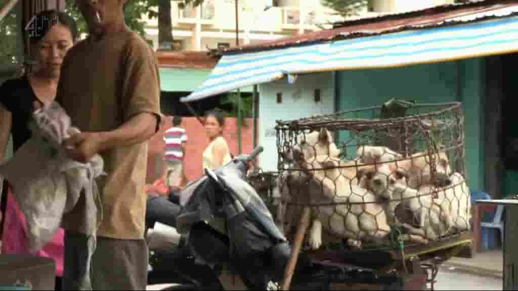 CH4纪录片《盗狗贼在越南 Vietnams Dog Snatchers》全1集 英语双字 720P高清网盘下载 