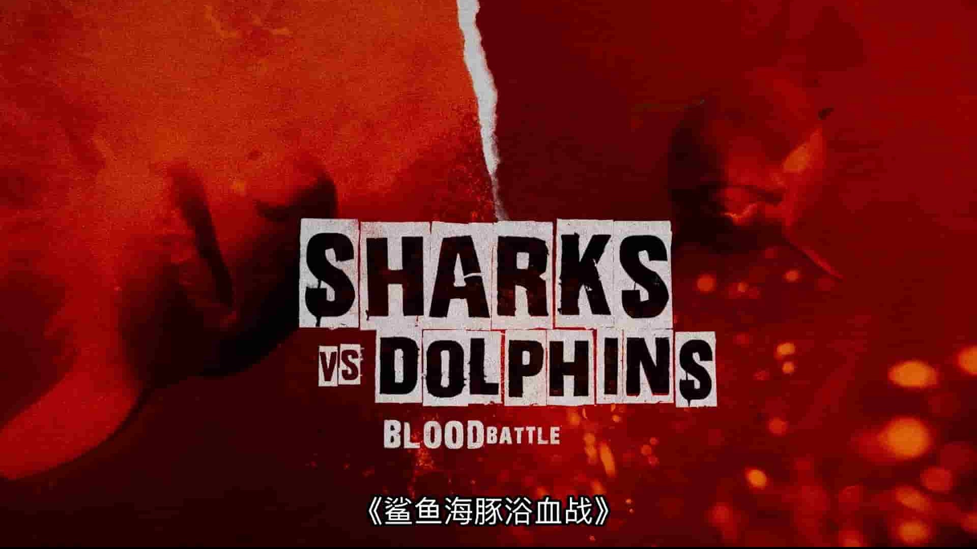 国家地理《鲨鱼海豚浴血战 Sharks vs. Dolphins: Blood Battle 2020》全1集 英语多国中字 1080P高清网盘下载