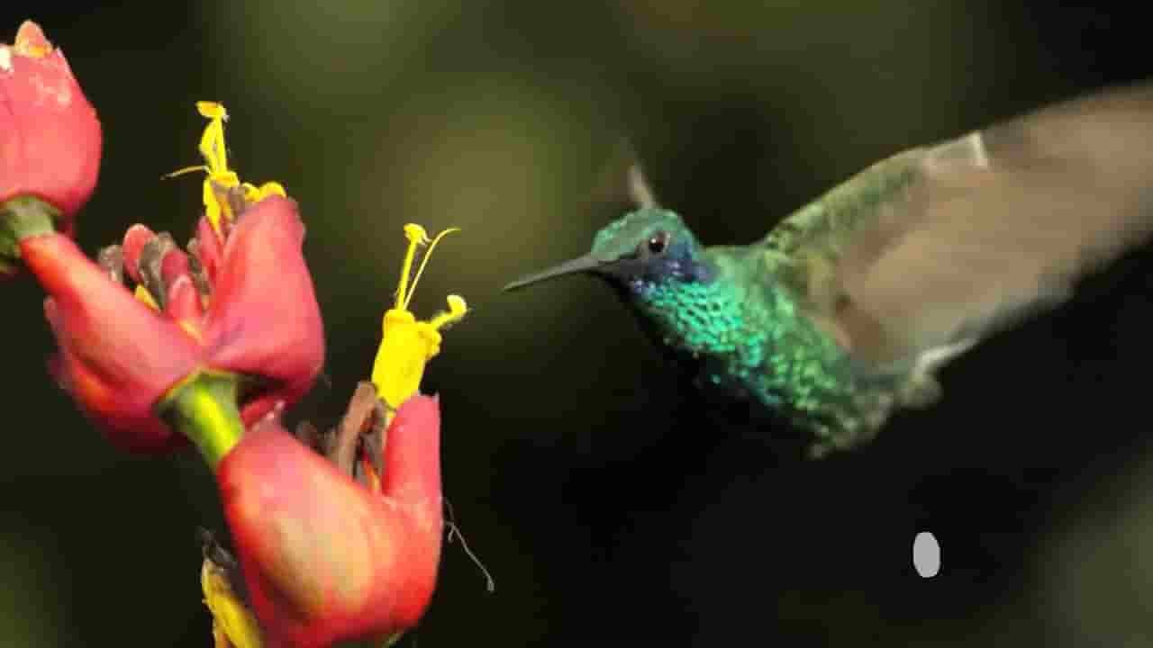 PBS纪录片《超级蜂鸟 Super Humming Birds》全1集 英语中字 720P高清网盘下载 