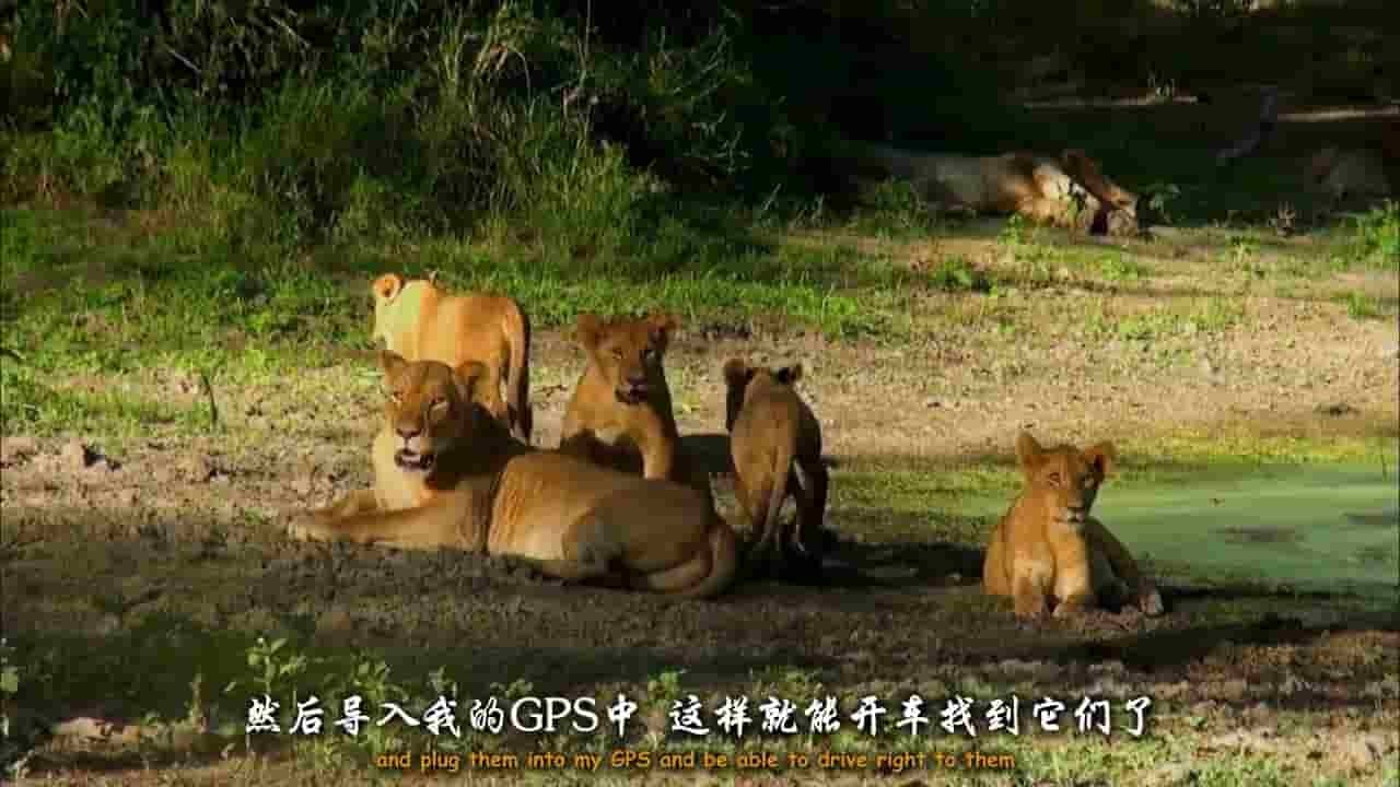 PBS纪录片《戈龙戈萨国家公园 Gorongosa Park》全4集 英语双字 720P高清网盘下载 