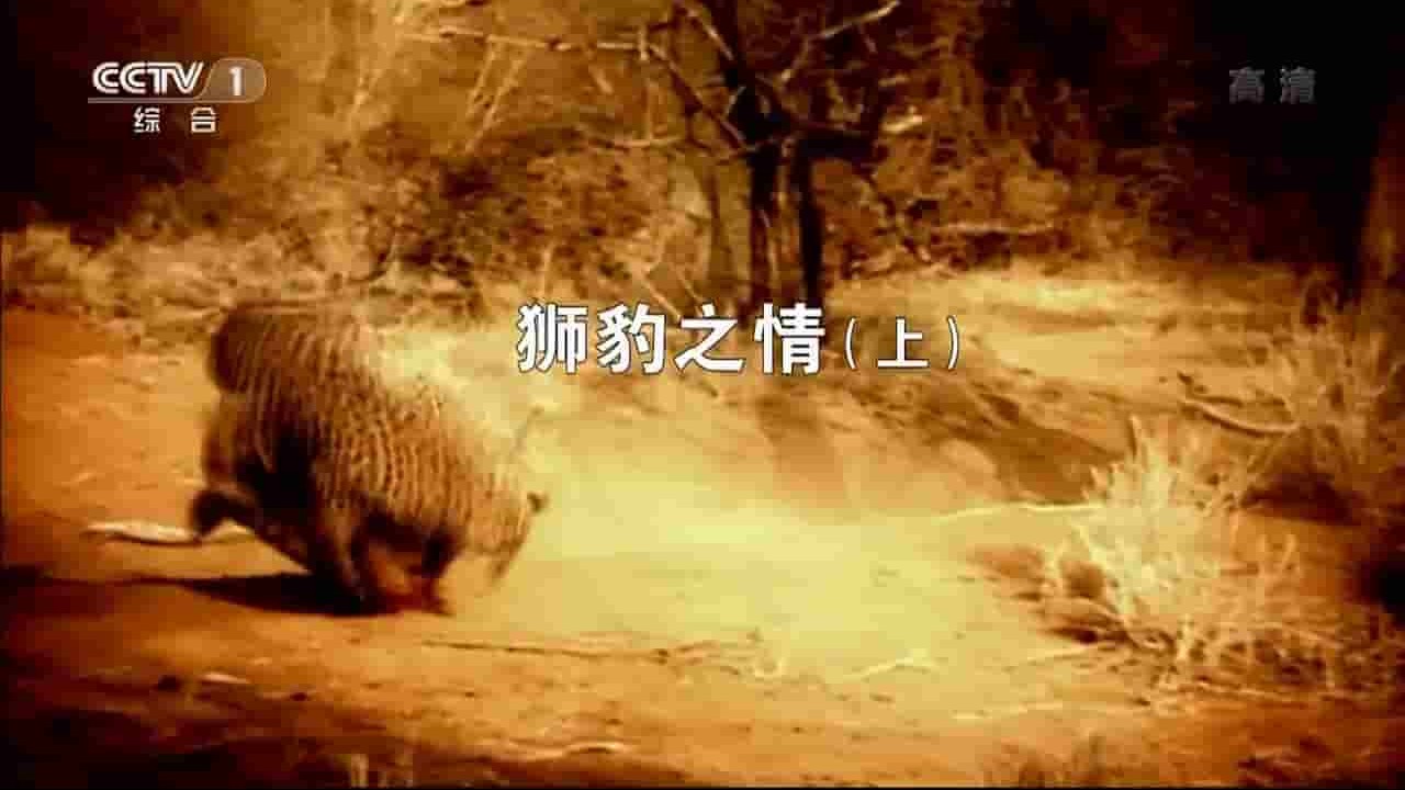 央视纪录片《人与自然 狮豹之情 2016》全2集 国语无字 720P高清网盘下载 