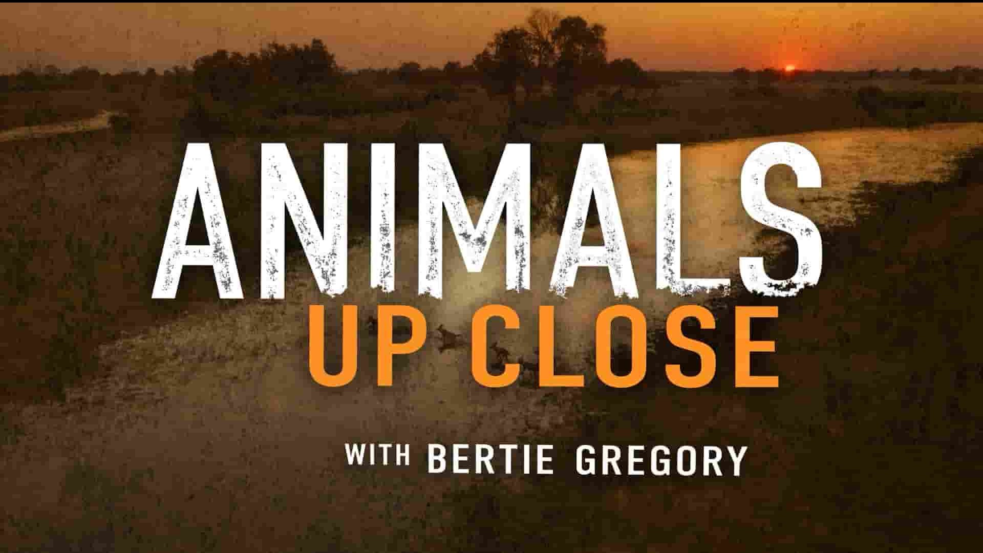  国家地理《摄影师伯蒂与动物零距离/贝尔蒂·格雷戈里：与动物零距离 Animals Up Close with Bertie Gregory 2023》第1季全3集 英语多国中字 1080P高清网盘下载