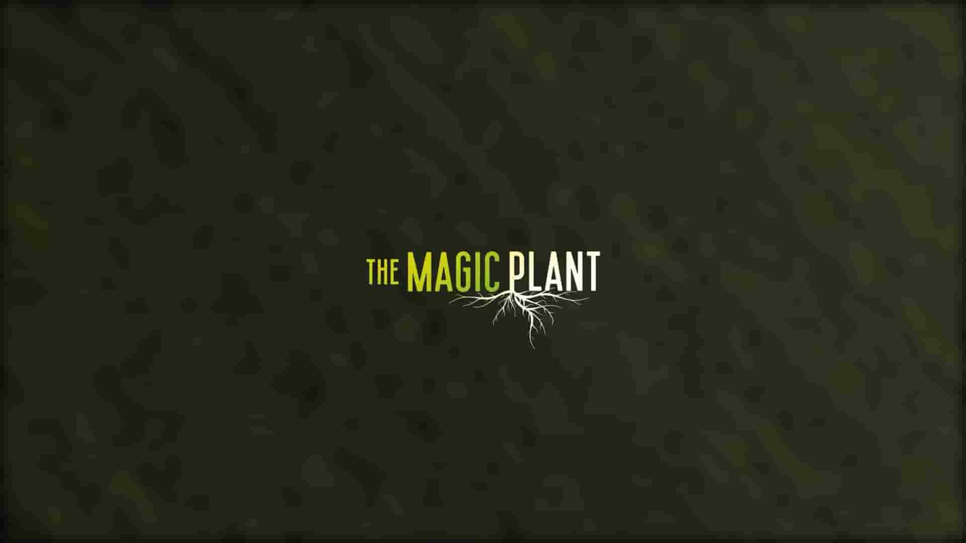 澳大利亚纪录片《神奇植物 The Magic Plant 2022》全1集 英语中英双字 1080P高清网盘下载