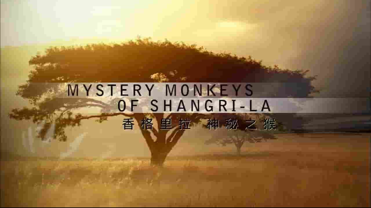 PBS纪录片《香格里拉神秘之猴 Mystery Monkeys of Shangri-La》全1集 英语中字 720P高清网盘下载