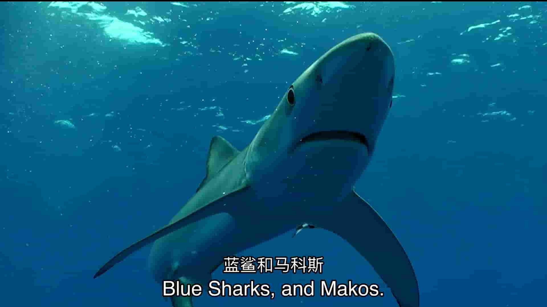 探索频道《浅滩上的大白鲨 Jaws in the Shallows 2023》全1集 英语中英双字 1080P高清网盘下载