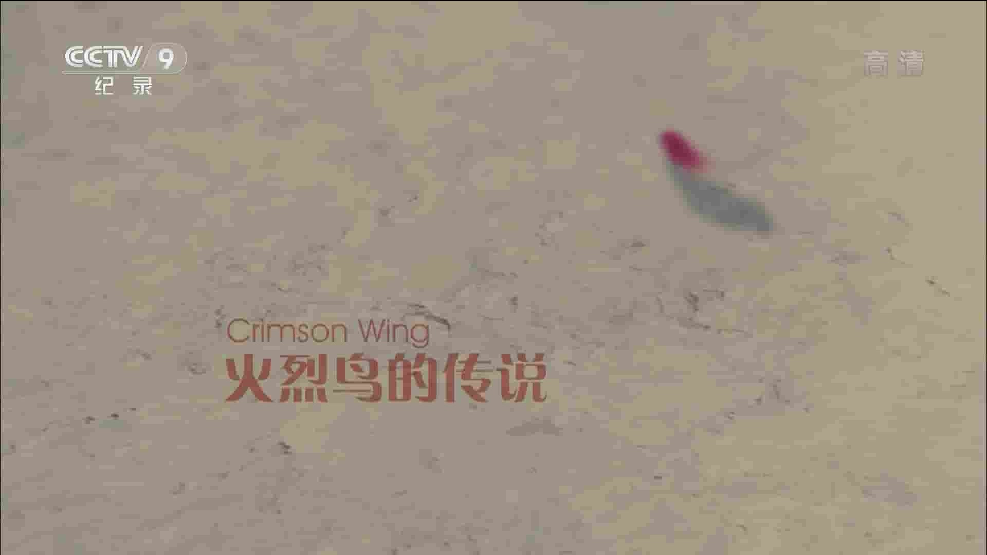 央视纪录片《火烈鸟的传说 2017》全1集 国语中字 1080I高清网盘下载