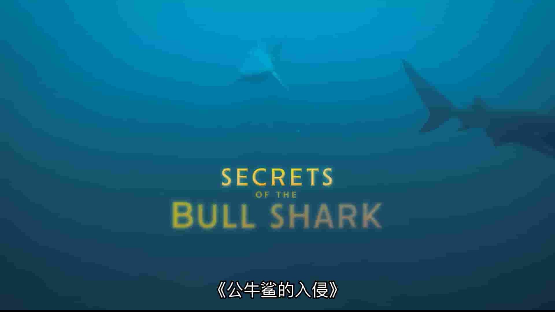 国家地理《牛鲨的秘密 Secrets of the Bull Shark 2020》全1集 英语多国中字 1080P高清网盘下载
