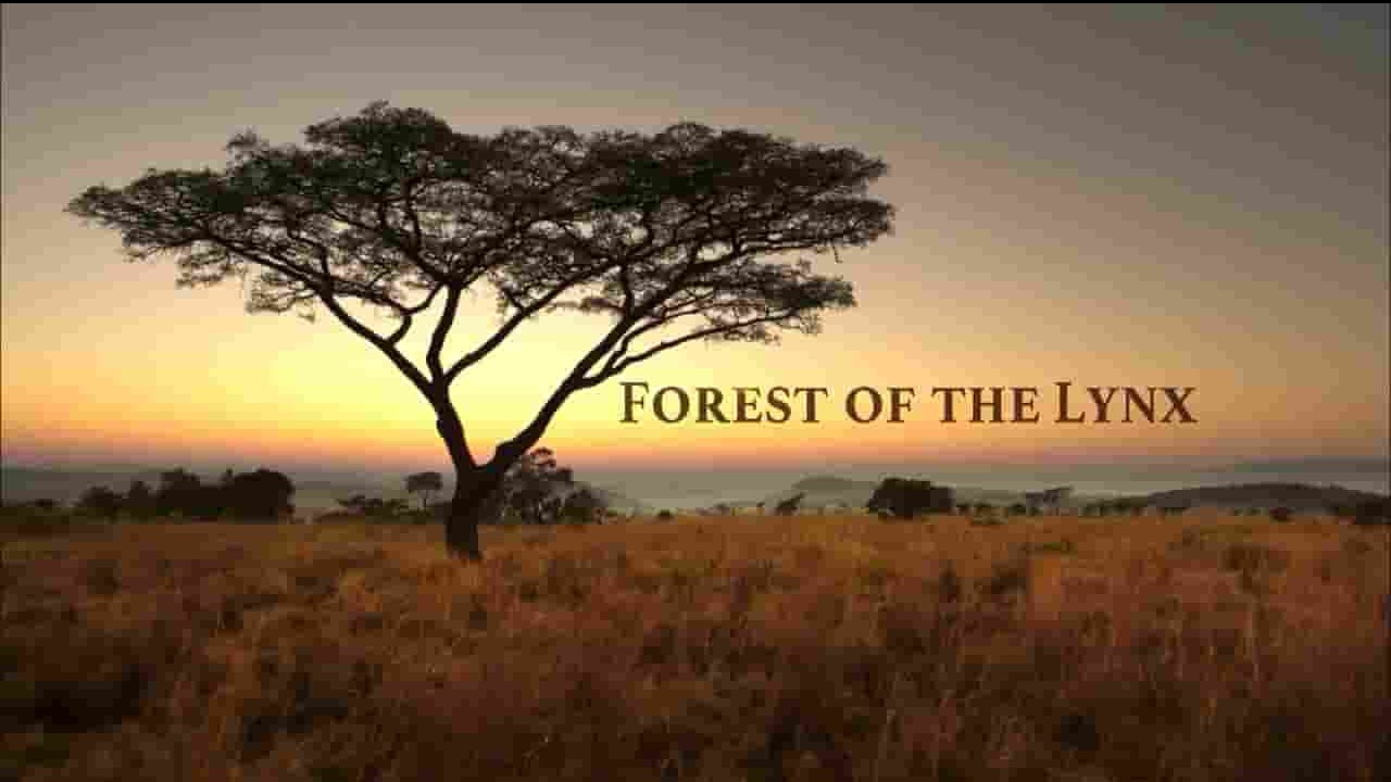 PBS纪录片《猞猁森林 Forest of the Lynx 2017》全1集 英语英字 720P高清网盘下载