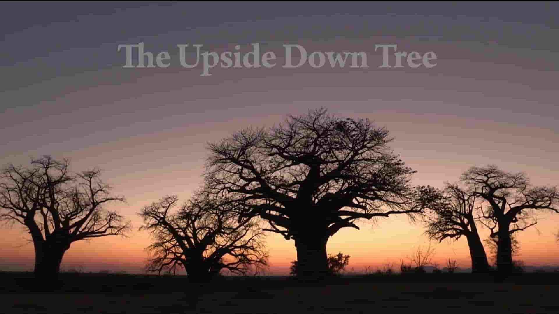 Curiosity纪录片《猴面包树：颠倒的树 Baobab: The Upside-Down Tree 2023》全1集 英语中英双字 1080P高清网盘下载