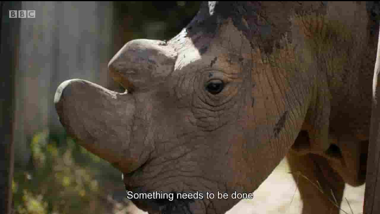 BBC纪录片《苏丹：最后的犀牛Sudan The Last of the Rhinos 2017》全1集  英语外挂英字 720P高清网盘下载