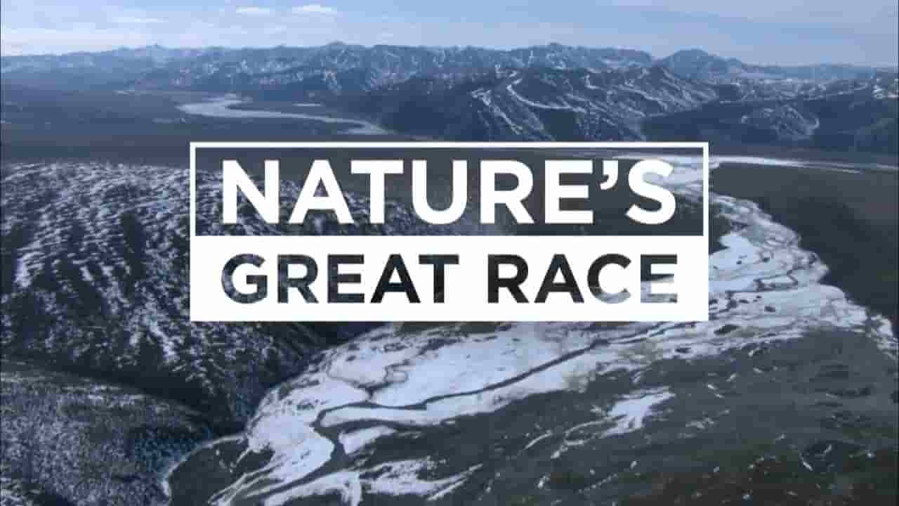 PBS纪录片《自然伟大竞赛—驯鹿 Nature