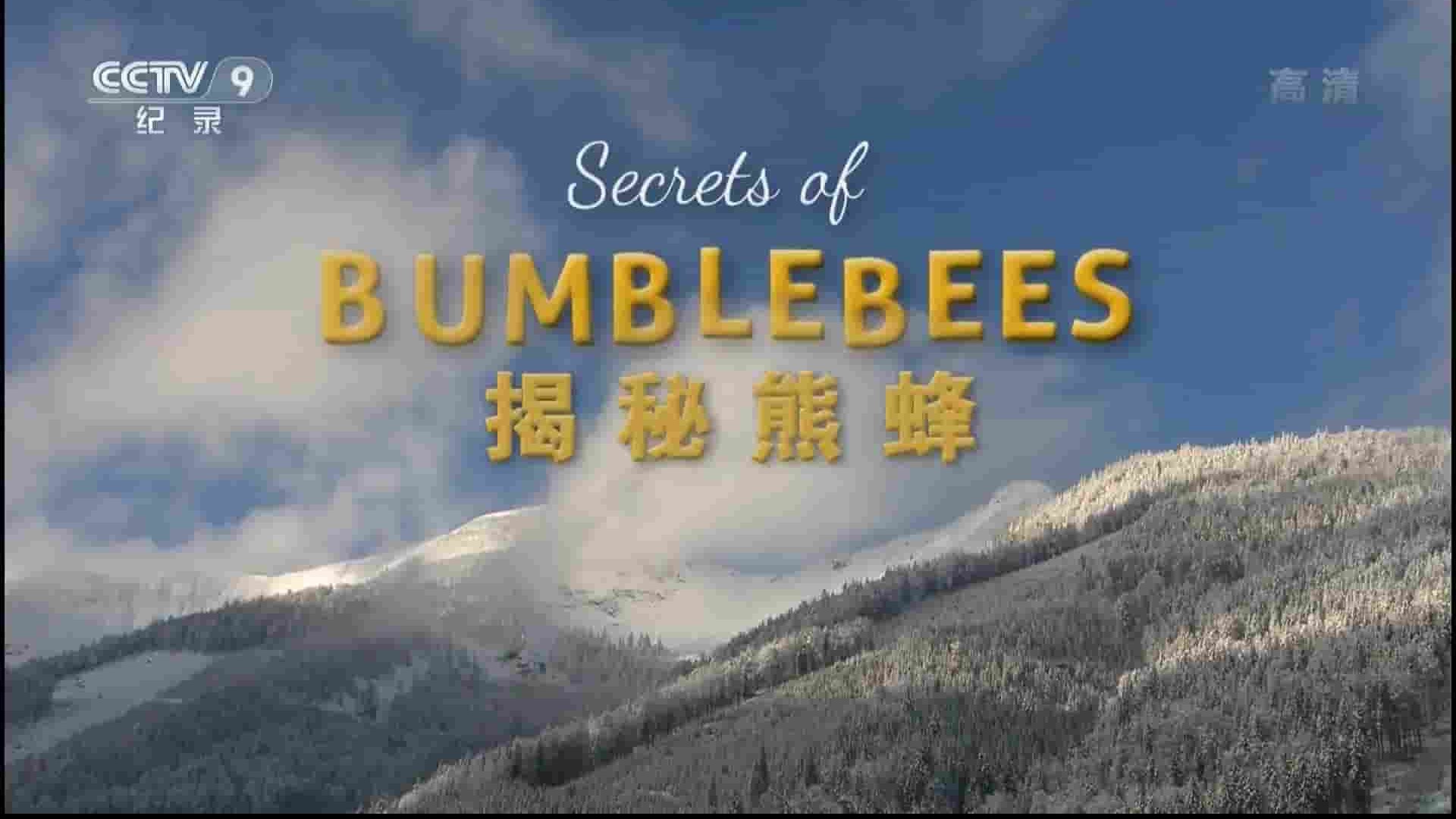 央视纪录片《揭秘熊峰 Secrets of BumbleBees 2017》全1集 国语中字 720p高清网盘下载