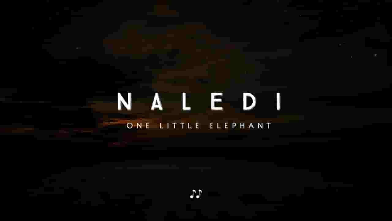  PBS纪录片《小象纳莱迪 Naledi One Little Elephant 2017》全1集 英语英字 720P高清网盘下载