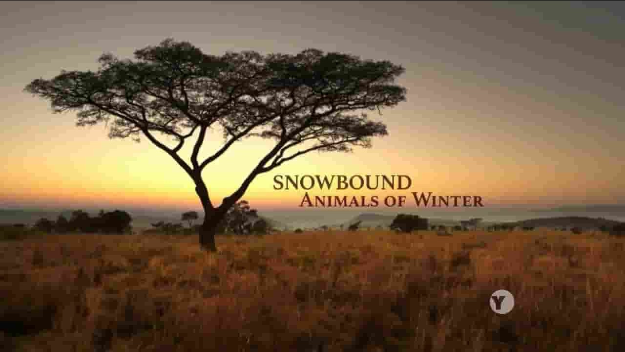 PBS纪录片《冰雪大地：冬季生灵 Nature Snowbound Animals of Winter 2017》全1集 英语外挂英字 720P高清网盘下载