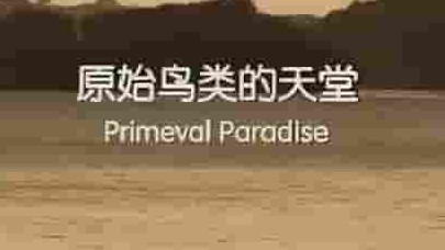 央视纪录片《原始鸟类的天堂 Primeval Paradise 2017》全1集 国语中字 1080P高清网盘下载