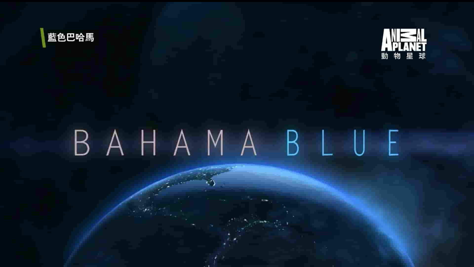 探索频道 动物星球《蓝色巴哈马：珊瑚礁 Bahama Blue:Coral 2017》全1集 英语中字 1080P高清网盘下载