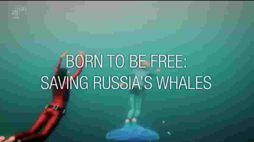 Ch4纪录片《生来自由：拯救俄罗斯鲸鱼 Born to Be Free Saving Russias Whales 2017》全1集 英语英字 720P高清网盘下载