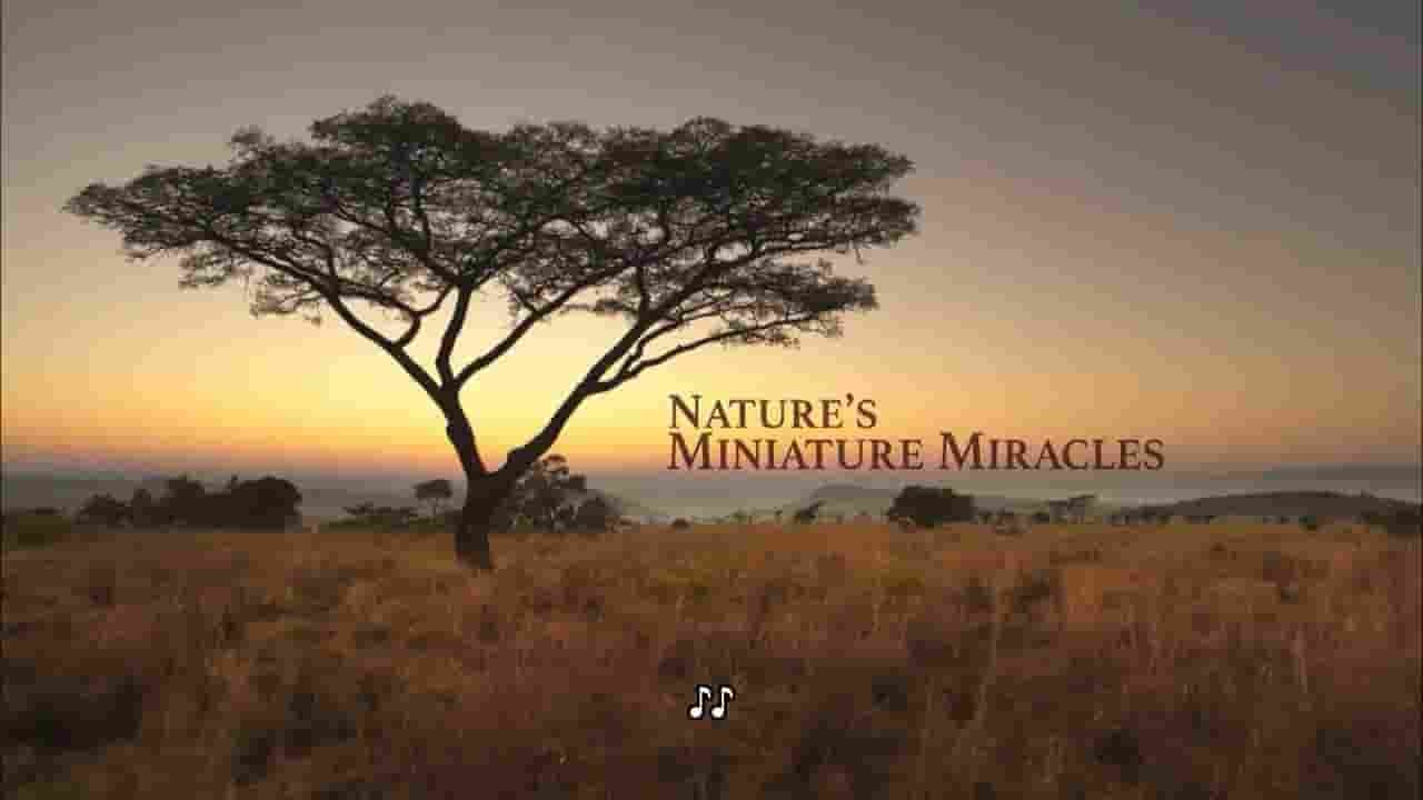 PBS纪录片《自然微型奇迹/大自然：自然界的微型奇迹 Nature