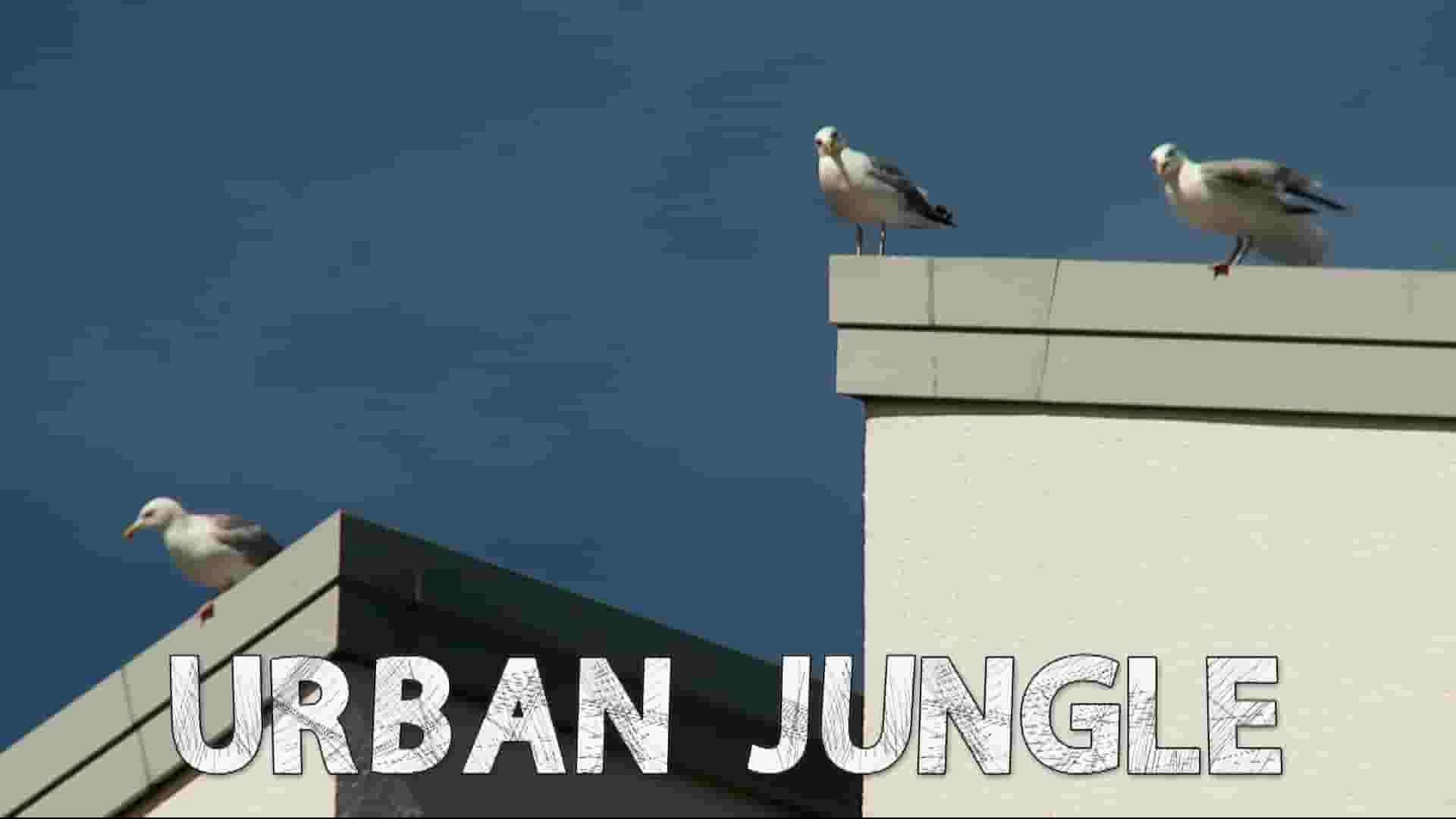 Curiosity纪录片《城市丛林 Urban Jungle 2023》全1集 英语中英双字  1080P高清网盘下载