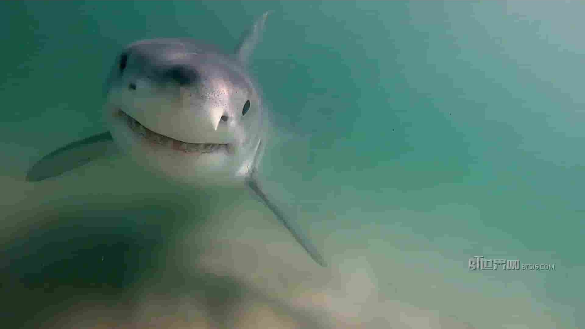 国家地理《大白鲨的奇幻漂流 Return of the White Shark 2023》全1集 英语中字 1080P高清网盘下载