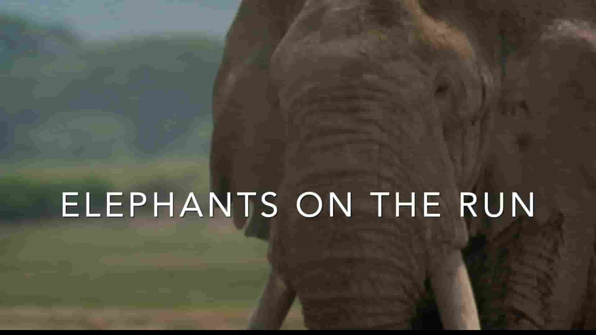 PBS纪录片《逃亡中的大象 Elephants on the Run 2023》全1集 英语中英双字  1080P高清网盘下载