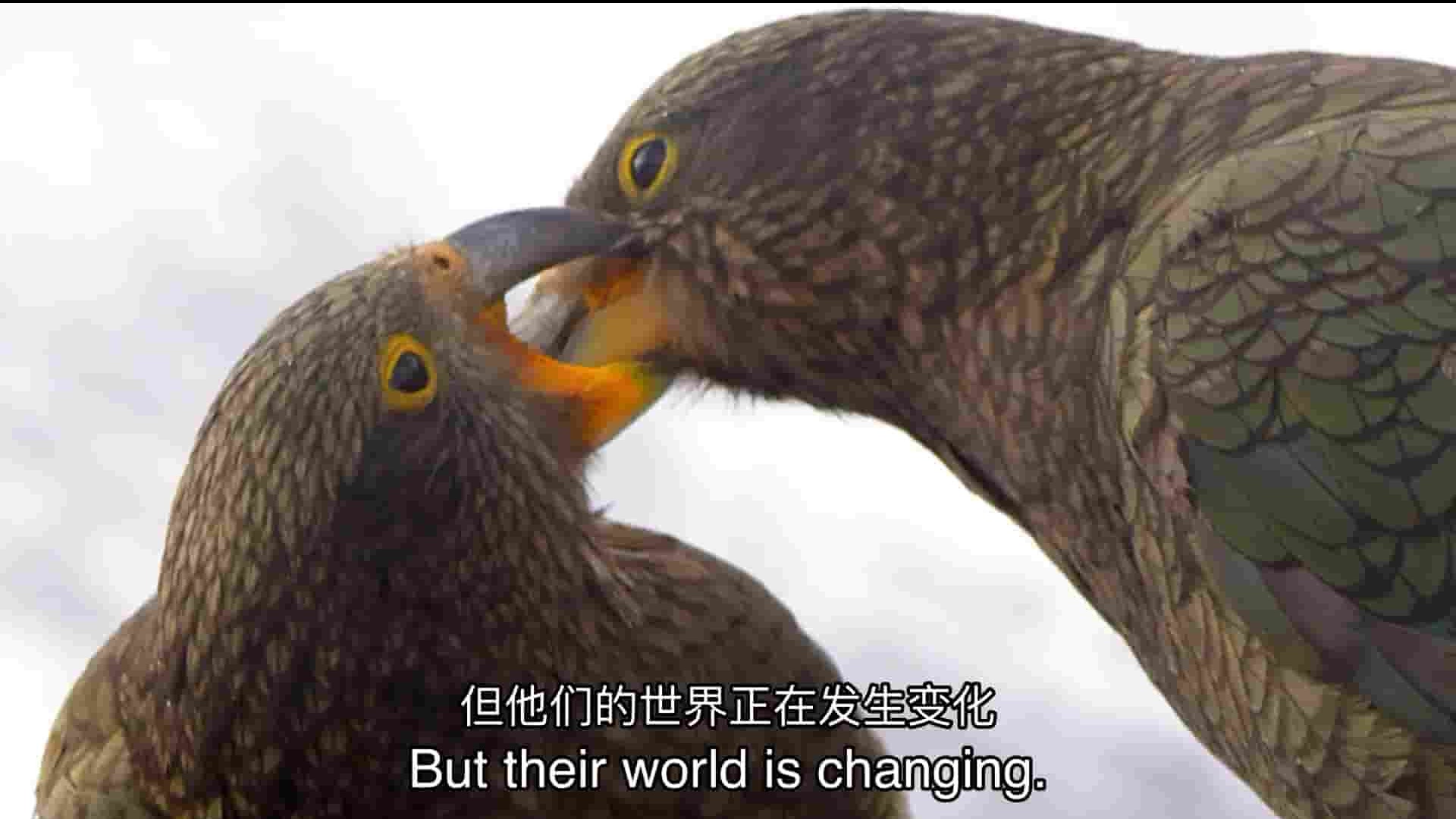 Arte纪录片《啄羊鹦鹉—新西兰机智冒险家 Keas New Zealand