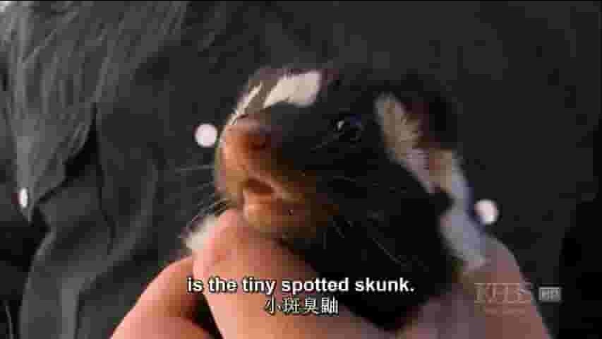 PBS纪录片《那是臭鼬吗 Is That Skunk 2009》全1集 英语中字 720p高清网盘下载