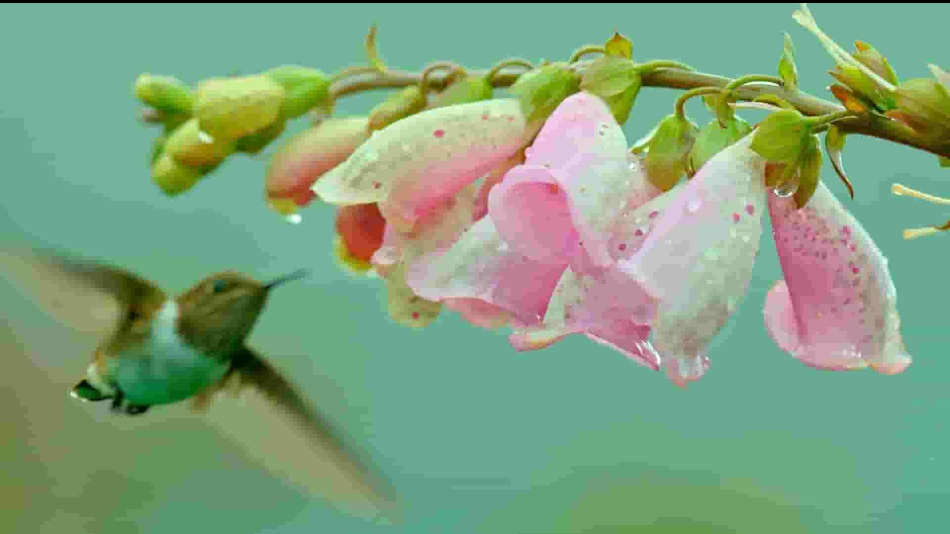 PBS纪录片《蜂鸟效应 The Hummingbird Effect 2023》全1集 英语中英双字 1080P高清网盘下载
