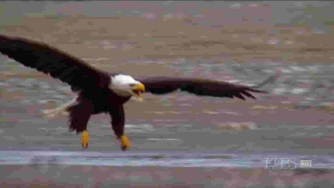 PBS纪录片《美国鹰 American Eagle 2008》全1集 英语中英双字 720P高清网盘下载