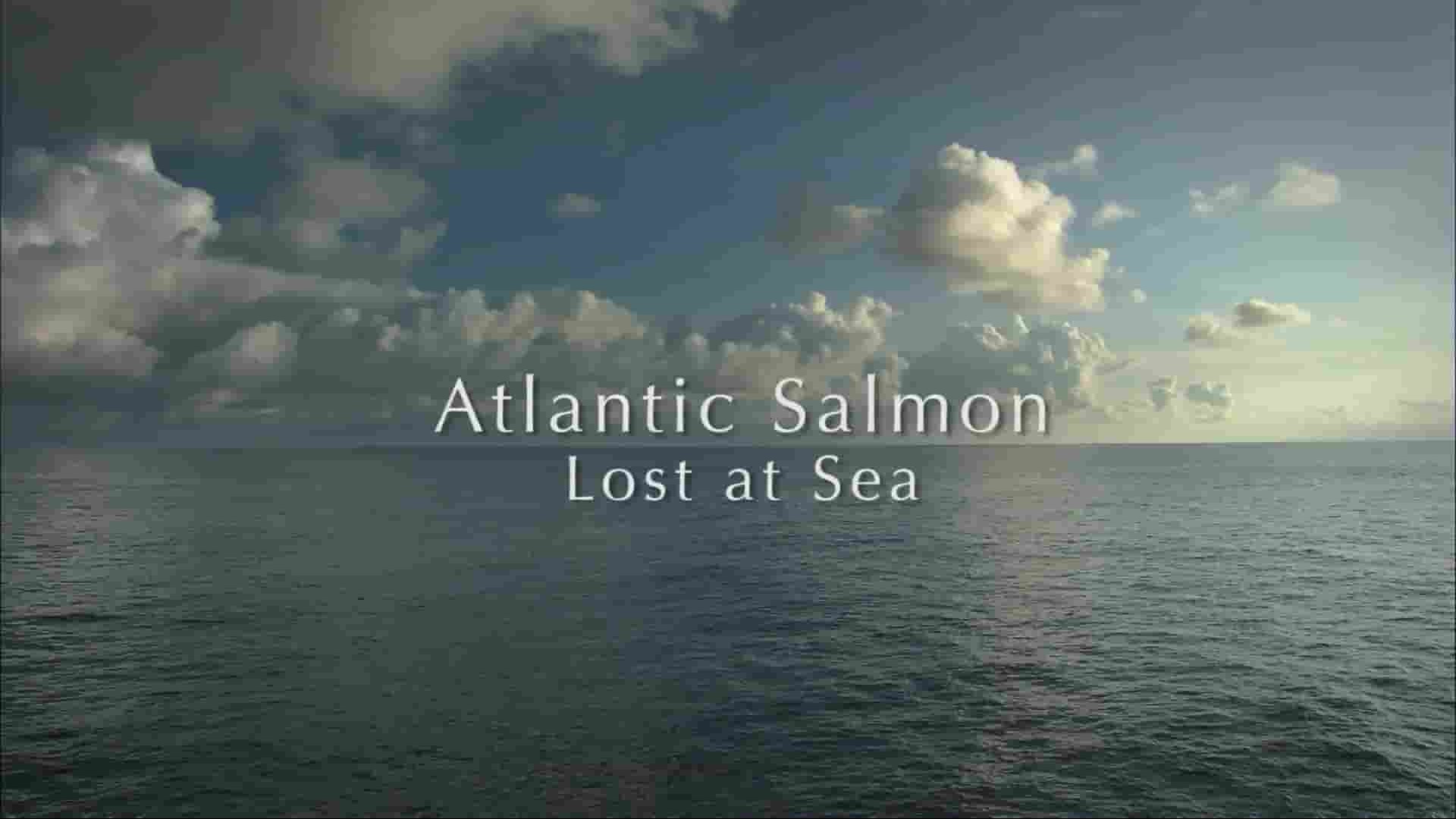 美国纪录片《大西洋鲑鱼：迷失在海上 Atlantic Salmon: Lost at Sea 2018》全1集 英语中英双字 1080P高清网盘下载