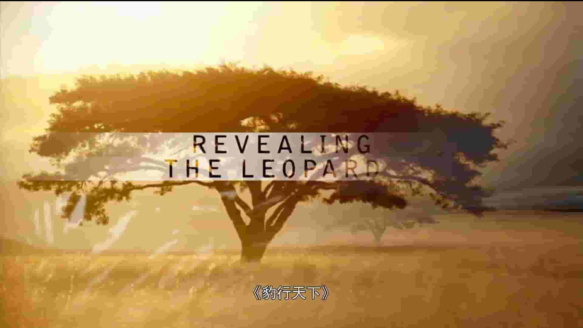 PBS纪录片《揭开美洲豹之谜/豹行天下/揭密美洲豹 Revealing the Leopard 2010》全1集 英语中英双字 1080P高清网盘下载
