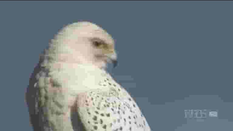 PBS纪录片《白鹰雪狼/生命如歌 White Falcon White Wolf 2008》全1集 英语中字 720p高清网盘下载
