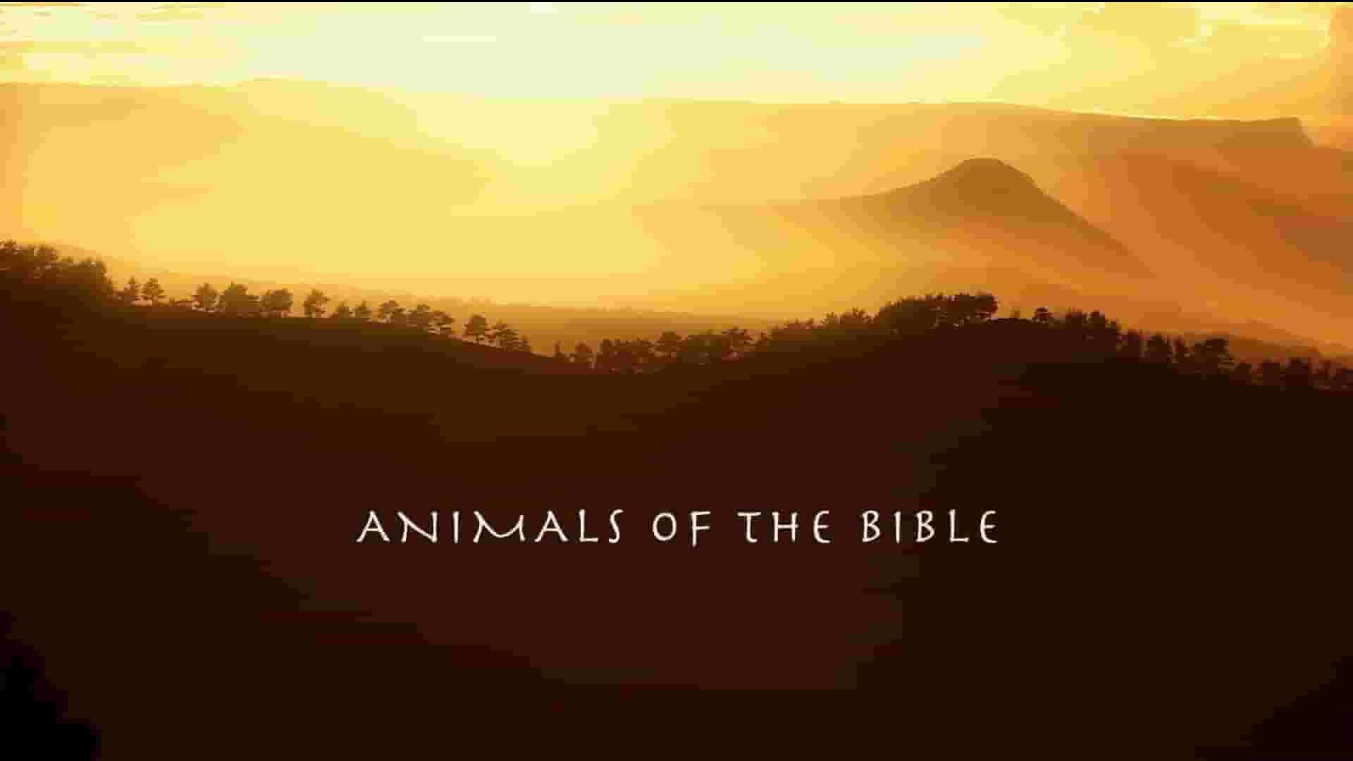 Curiosity纪录片《圣经中的动物 Animals Of The Bible 2023》全1集 英语中英双字 1080P高清网盘下载