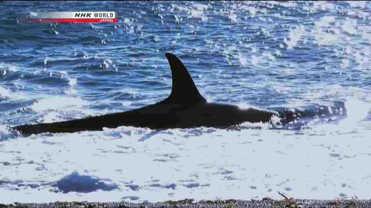 NHK纪录片《浪尖上的杀手：虎鲸 Predators in the Surf Killer Whales 2010》全1集 英语无字 720P高清网盘下载