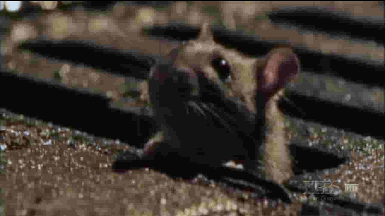 PBS纪录片《老鼠来袭 Rat Attack 2009》全1集 英语中字 720p高清网盘下载
