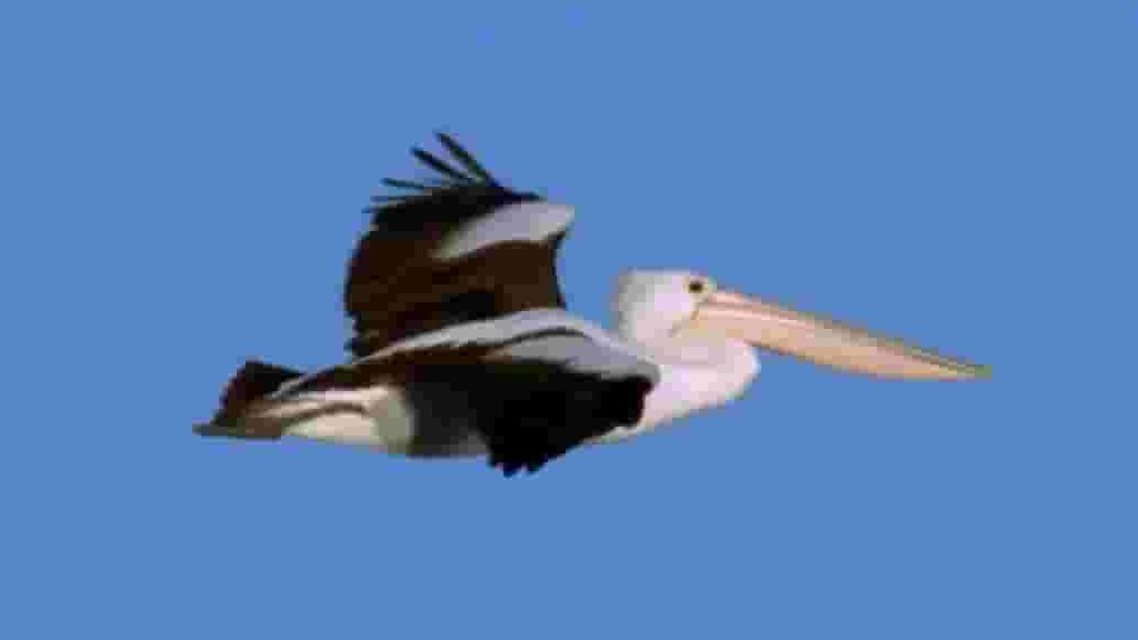 PBS纪录片《内陆鹈鹕 Outback Pelicans 2010》全1集 英语英字 720P高清网盘下载 
