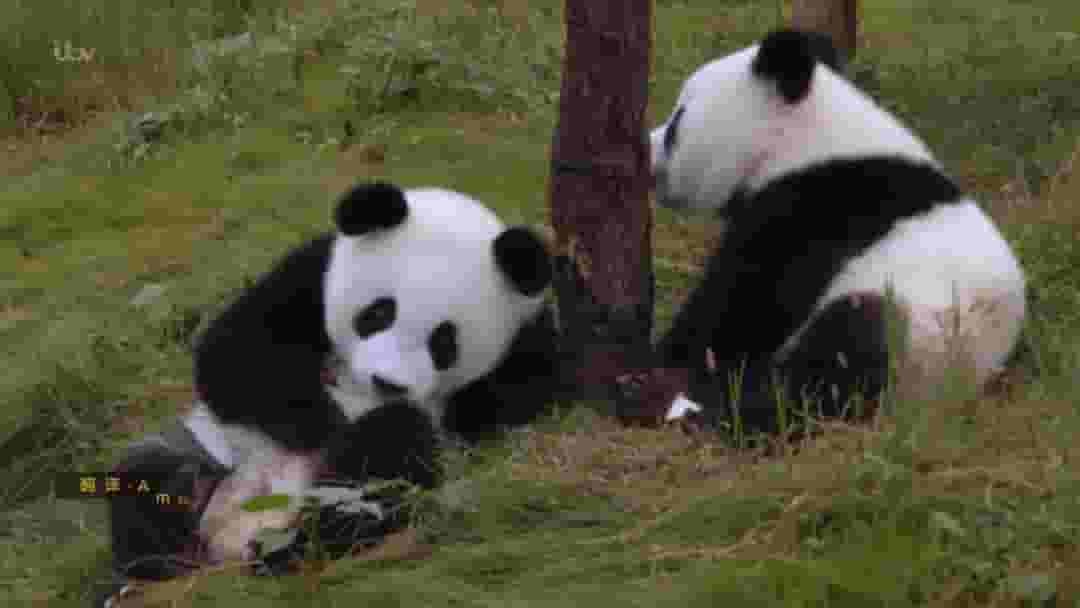  ITV纪录片《熊猫宝宝 Panda Babies 2015》全1集 英语中字 720p高清网盘下载 