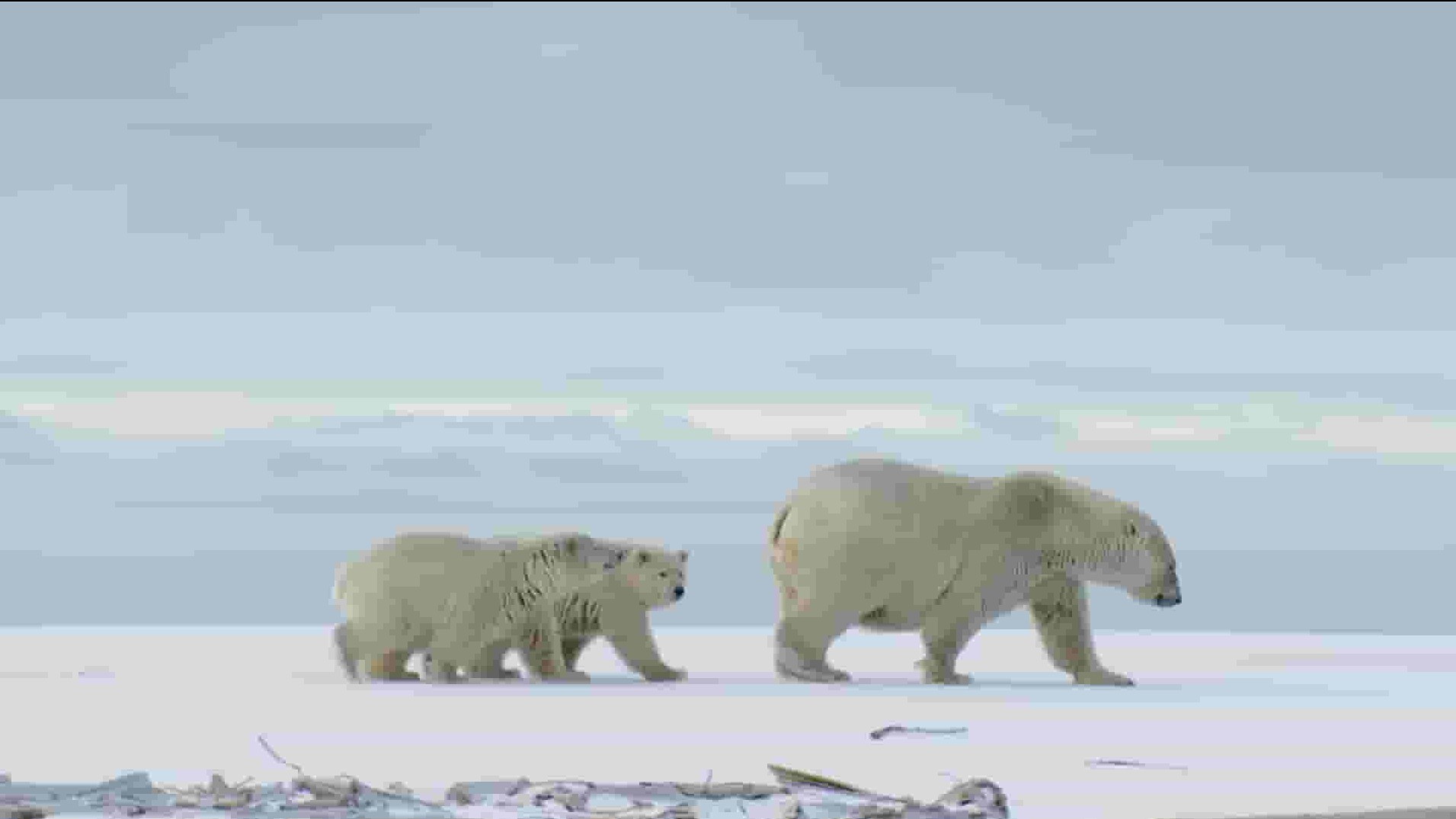 PBS纪录片《美国北极 American Arctic 2022》全1集 英语中英双字 1080P高清网盘下载