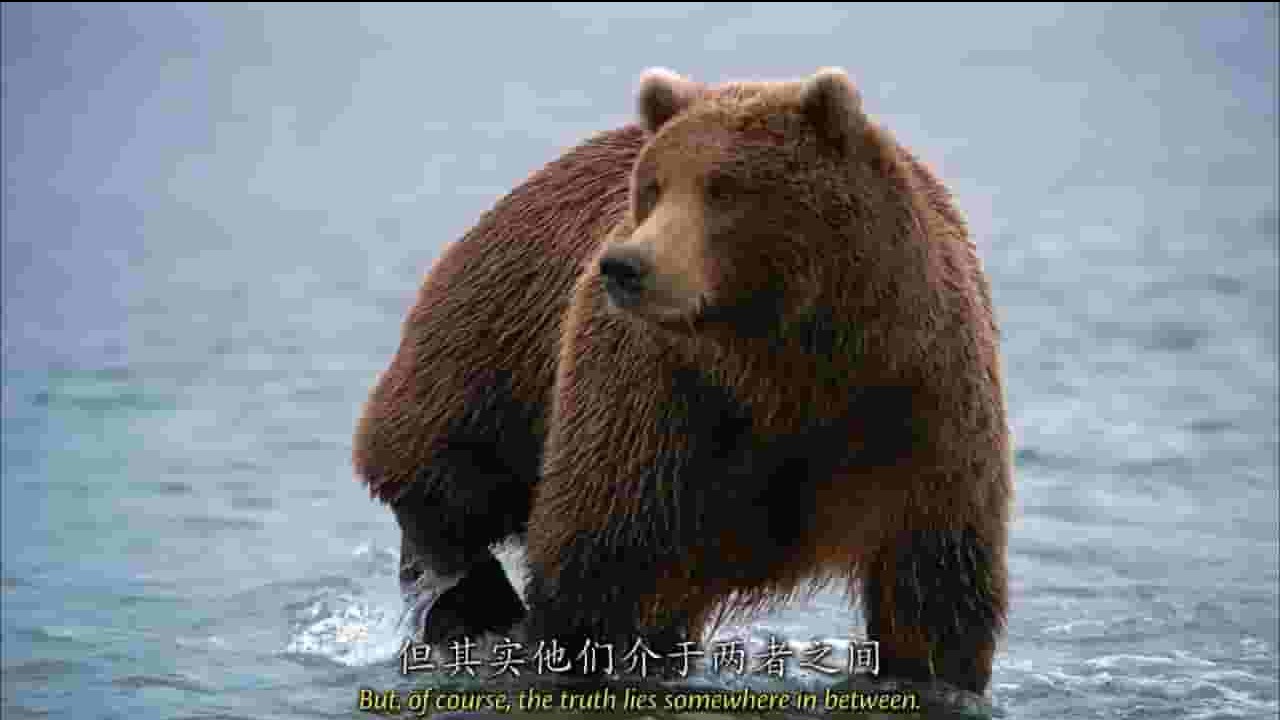 PBS纪录片《最后边疆的大熊 Bears of the Last Frontier 2011》全3集 英语中字 720P高清网盘下载