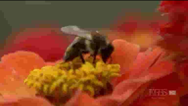 PBS纪录片《沉默的蜜蜂 Silence of the Bee 2009》全1集 英语中字 720p高清网盘下载
