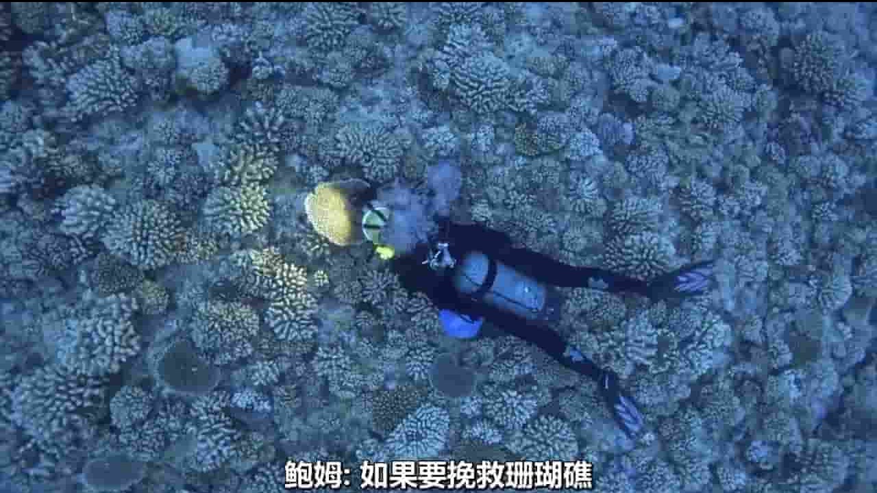 PBS纪录片《救援珊瑚礁 Reef Rescue 2020》全1集 英语中字 720P高清网盘下载