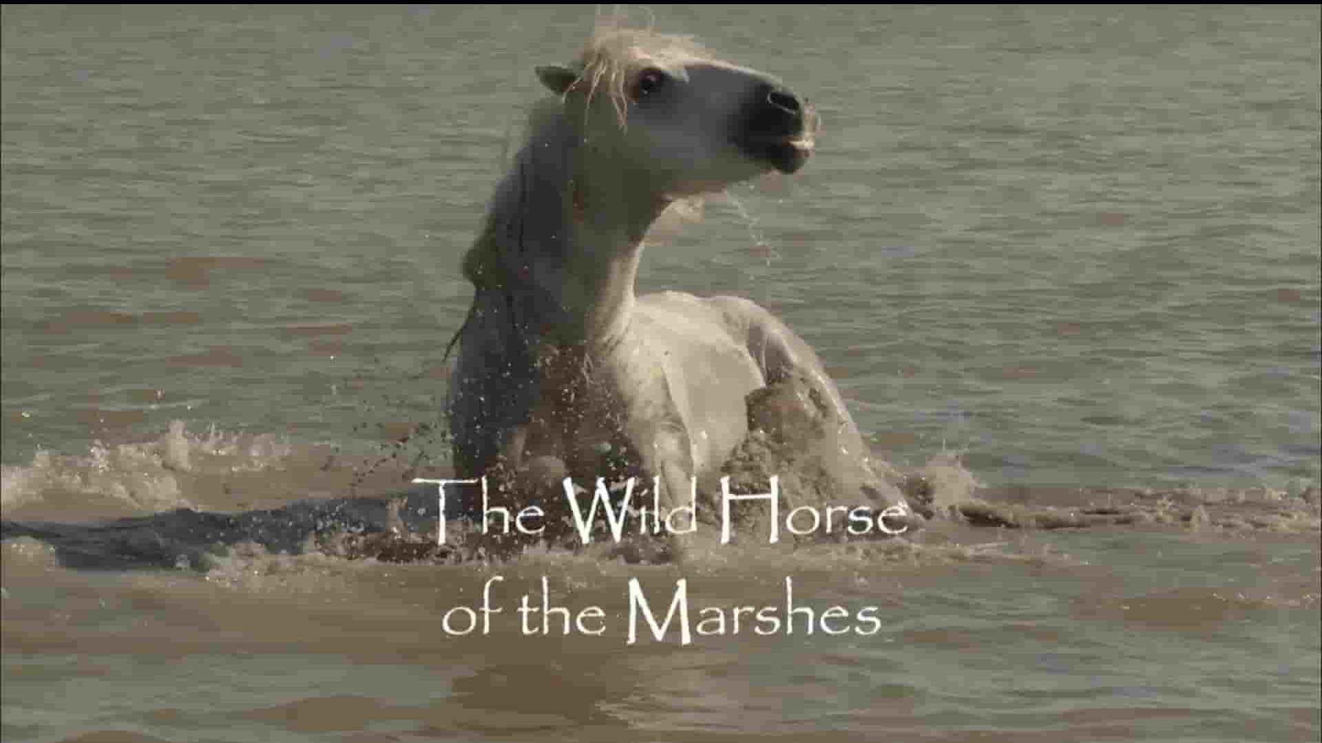 ZED纪录片《沼泽野马 Wild Horses Of The Marshes 2015》全1集 英语英字 1080P高清网盘下载