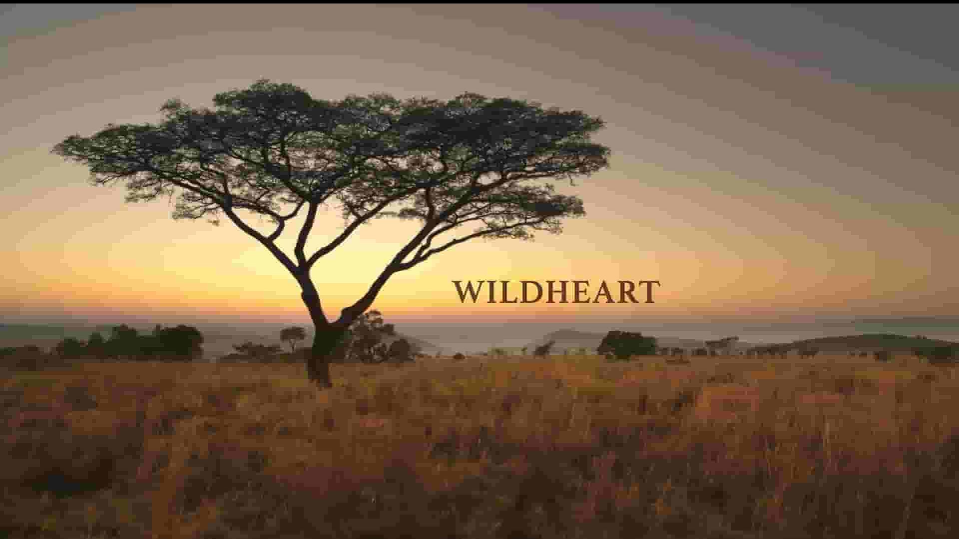 PBS纪录片《狂野之心 WildHeart 2023》全1集 英语中英双字 1080P高清网盘下载