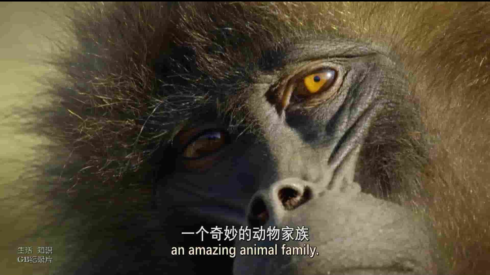 史密森尼频道《猴子:奇妙的动物家族 Monkeys: An Amazing Animal Family 2019》第1季全3集 英语英字 1080P高清网盘下载 