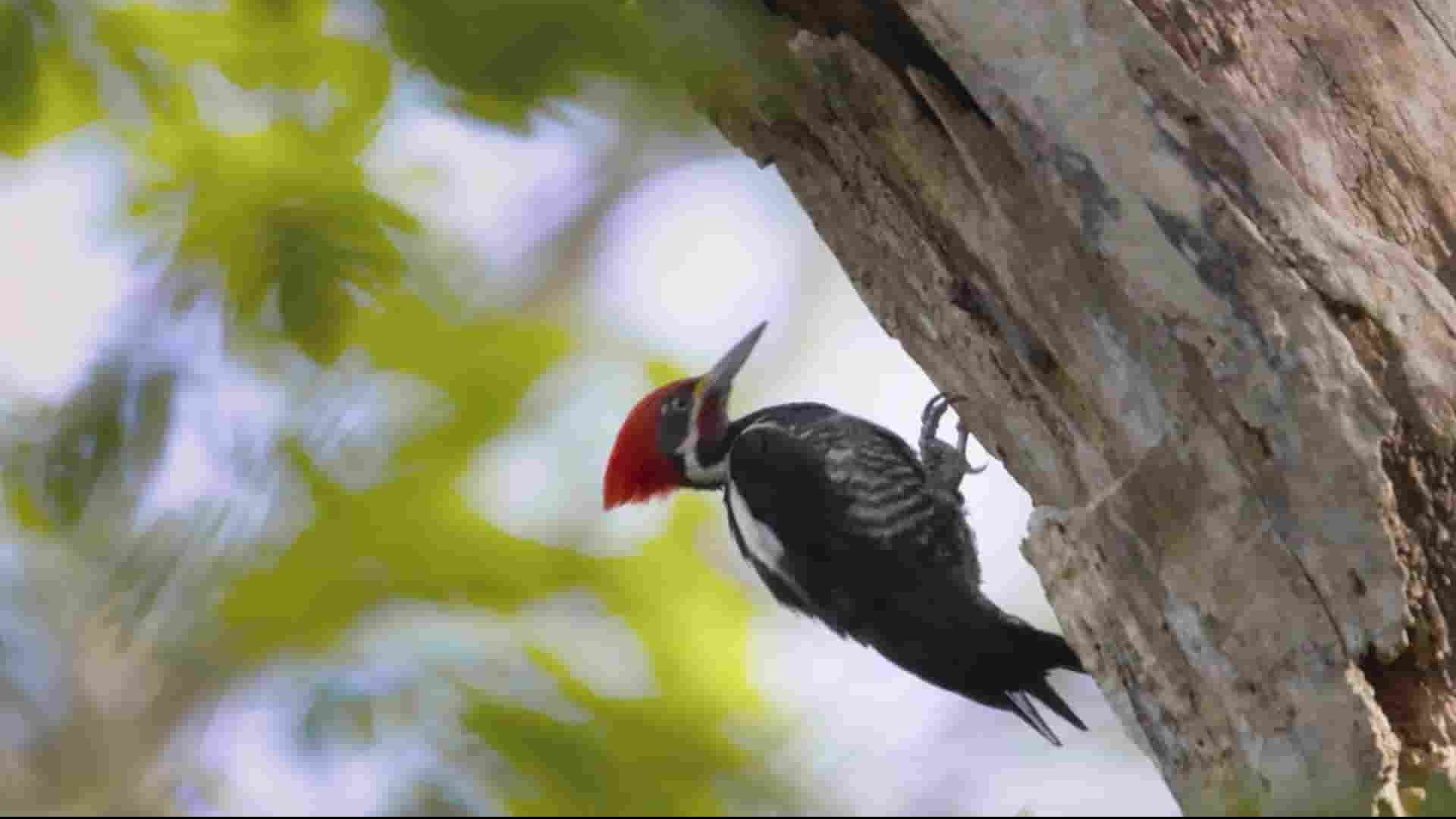 PBS纪录片《啄木鸟：洞的故事 Woodpeckers: The Hole Story 2022》全1集 英语中英双字 1080P高清网盘下载
