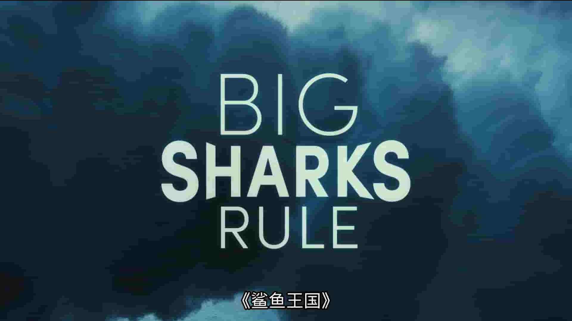 国家地理《鲨鱼王国 Big Sharks Rule 2018》全1集 英语多国中字 1080P高清网盘下载