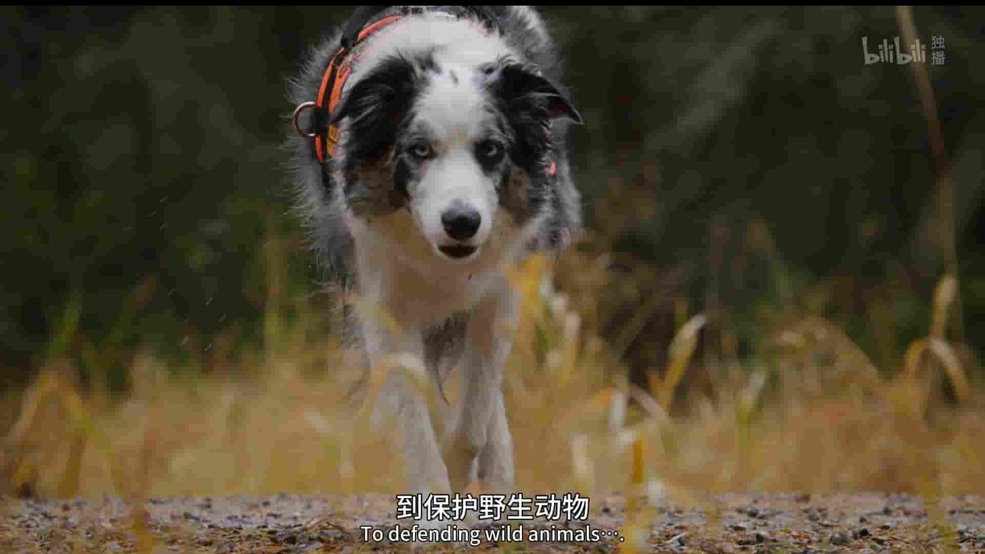 英国纪录片《狗狗的非凡工作 Dogs with Extraordinary 2019》第1季全5集 英语中英双字 1080P高清网盘下载