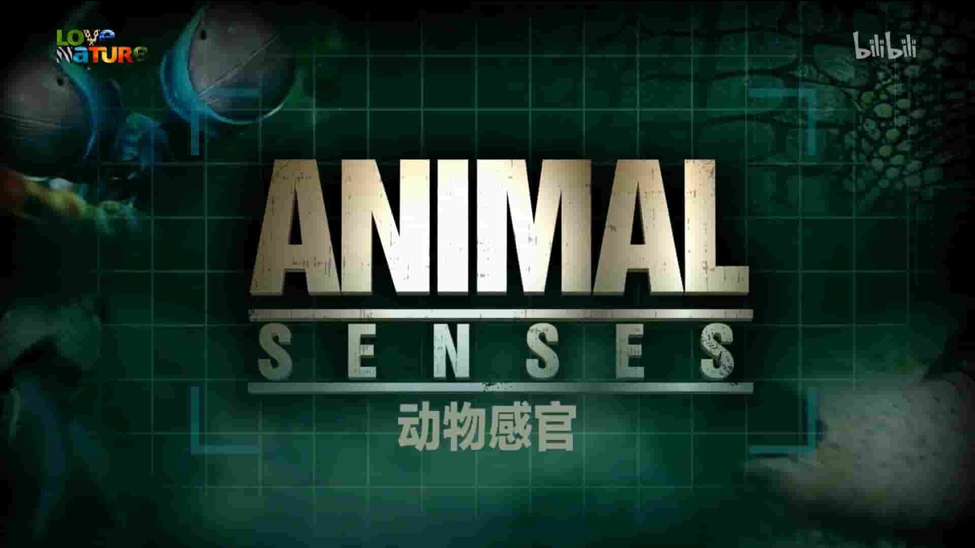 BBC纪录片《神奇的动物感官 Animal Senses 2017》全6集 英语内嵌中英双字 1080P高清网盘下载